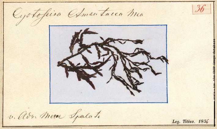 Cystoseira amentacea _36.jpg